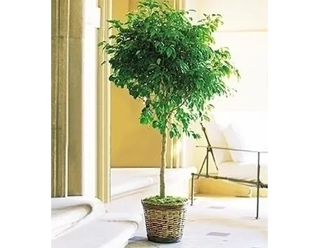 Domanda: Ficus benjamin 