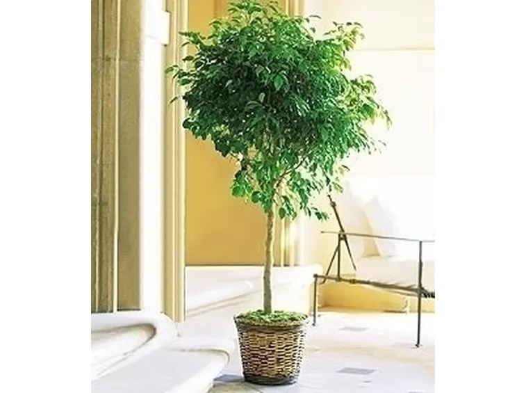 Domanda: Ficus benjamin 