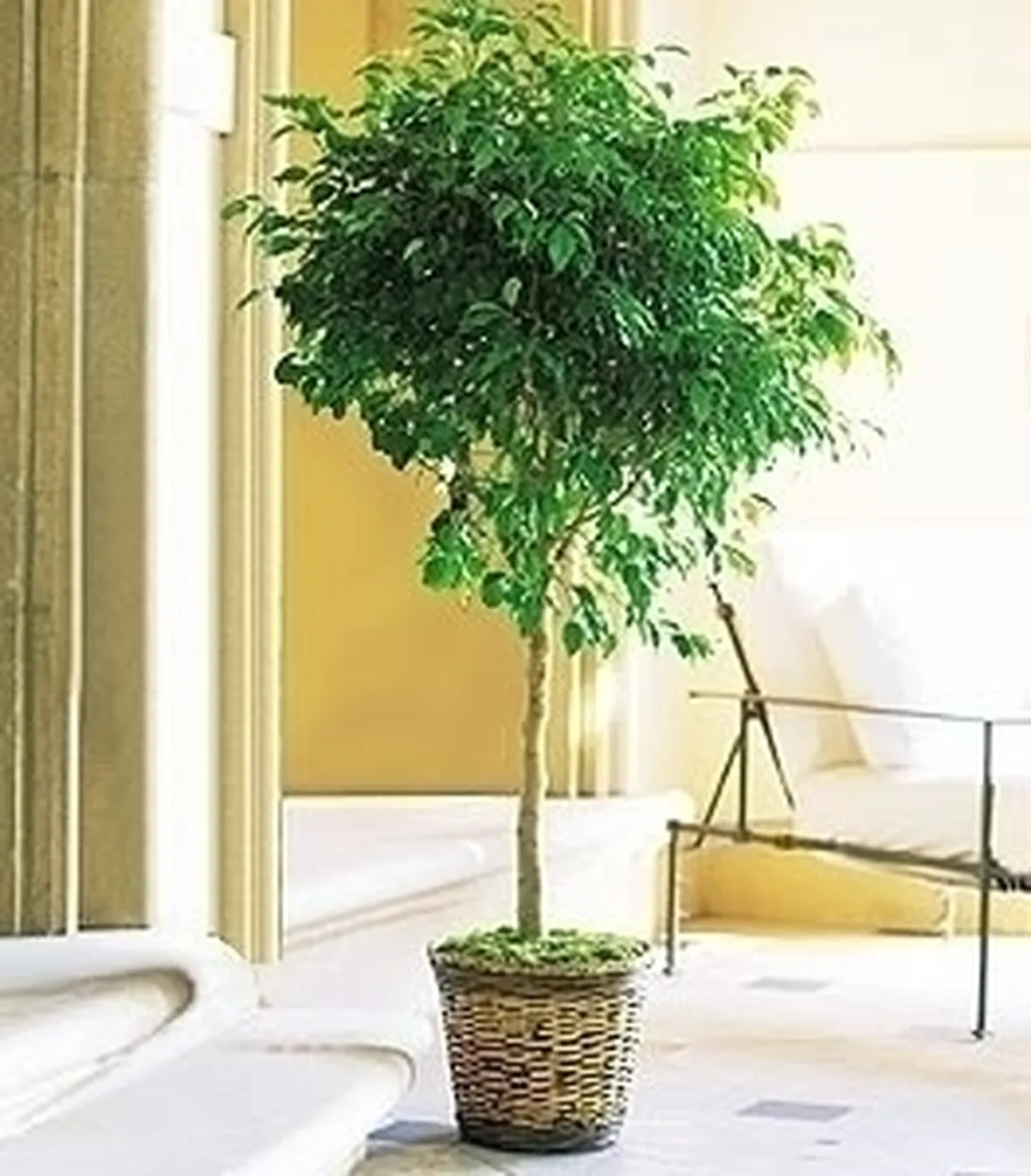 Domanda: Ficus benjamin 
