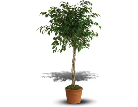 Domanda: Ficus elastica