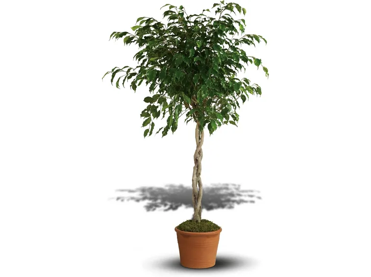 Domanda: Ficus elastica