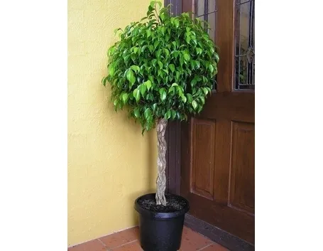 Domanda : ficus non in forma