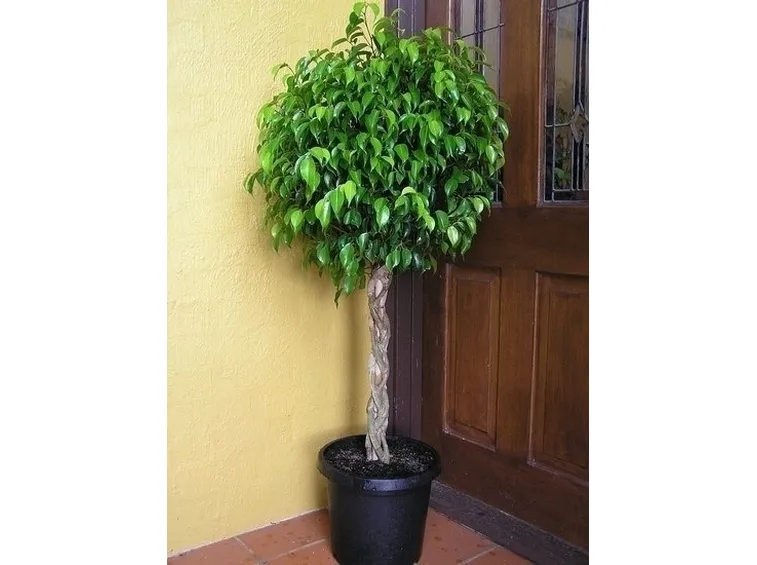 Domanda : ficus non in forma