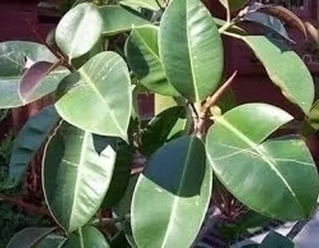 Domanda: Ficus