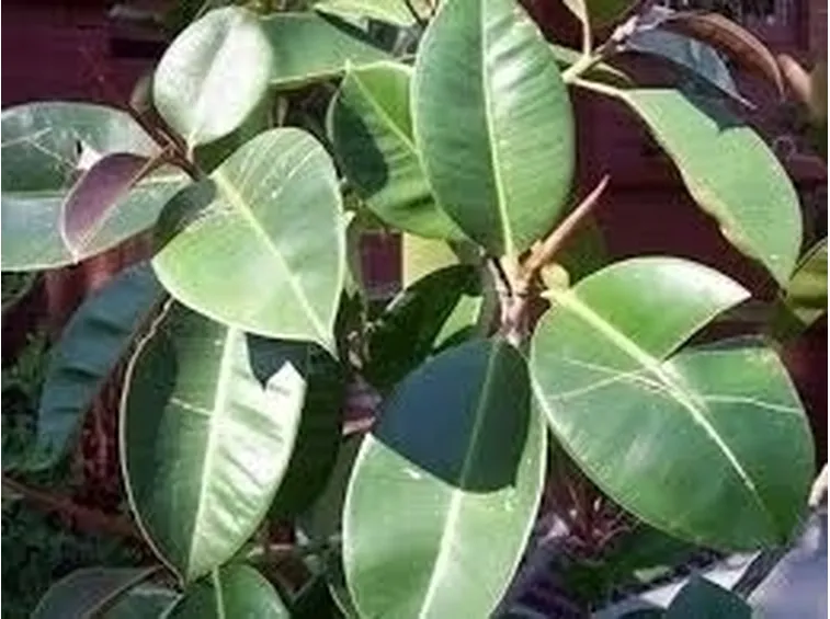 Domanda: Ficus