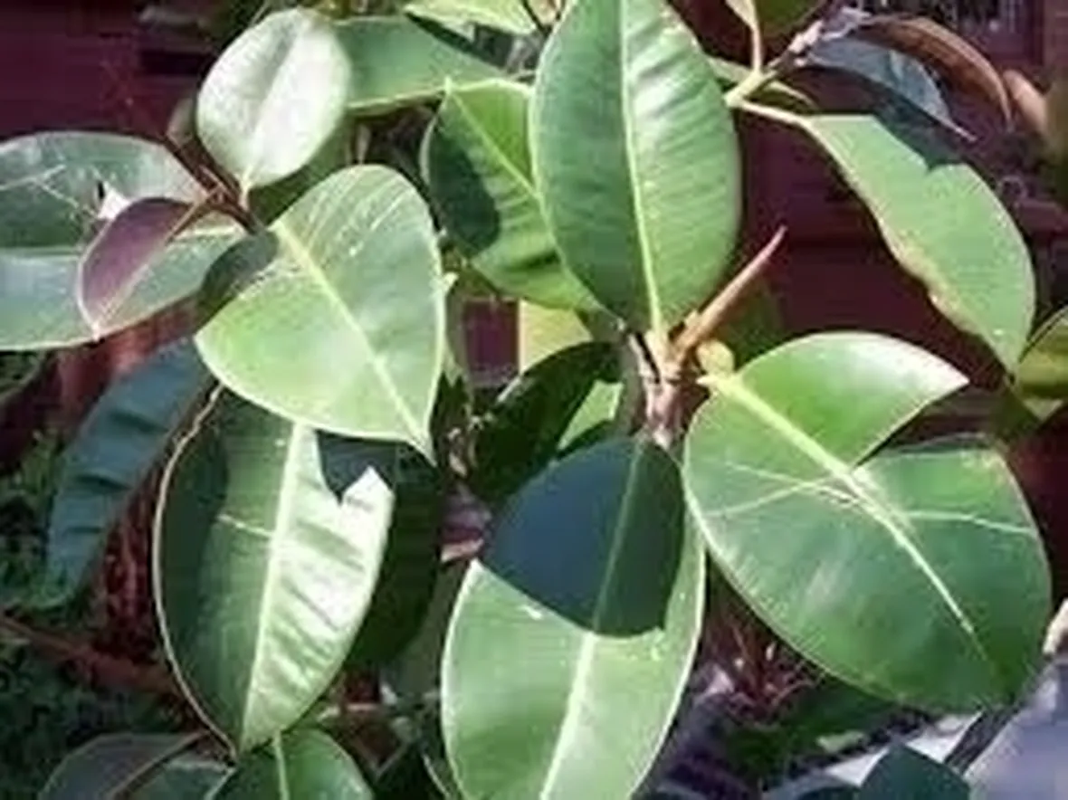 Domanda: Ficus