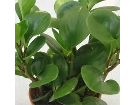 Domanda: il ficus elastica si può coltivare in appartamento?