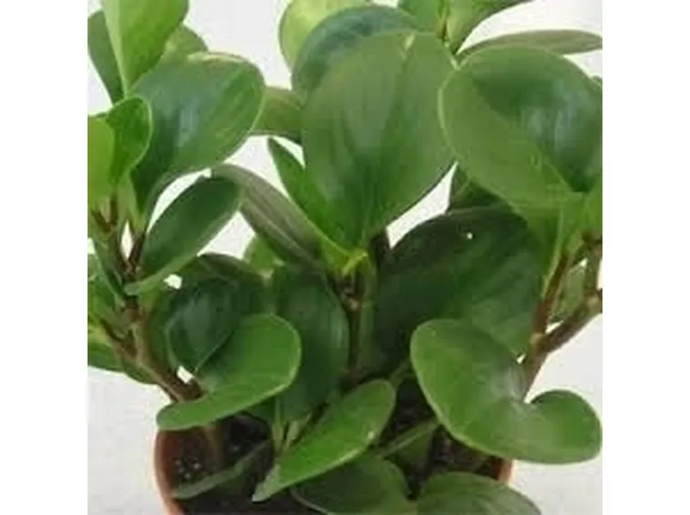 Domanda: il ficus elastica si può coltivare in appartamento?
