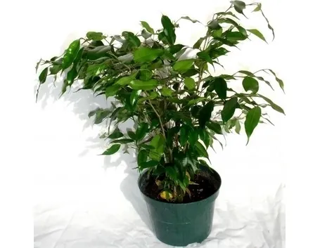 Domanda : Il mio ficus benjamina stà morendo!!
