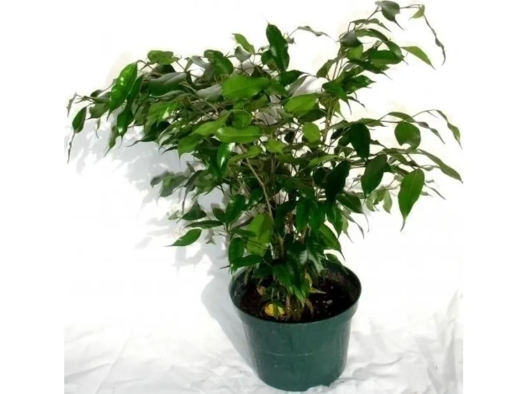 Domanda : Il mio ficus benjamina stà morendo!!