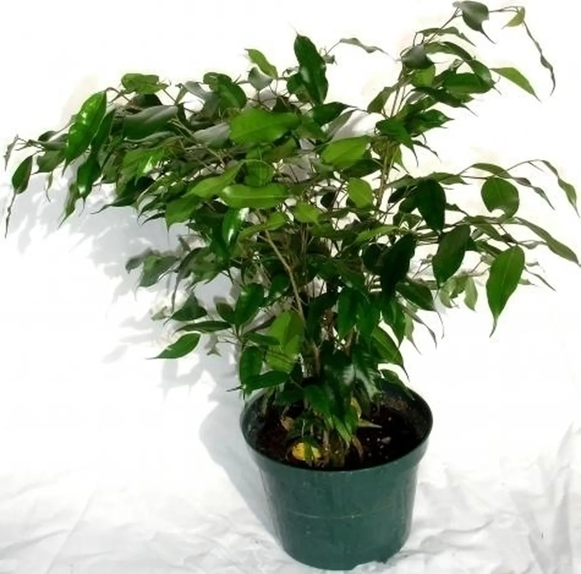 Domanda : Il mio ficus benjamina stà morendo!!