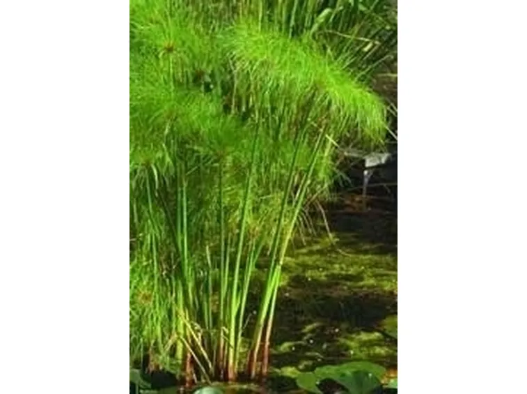 Domanda : Malattia o parassita papiro