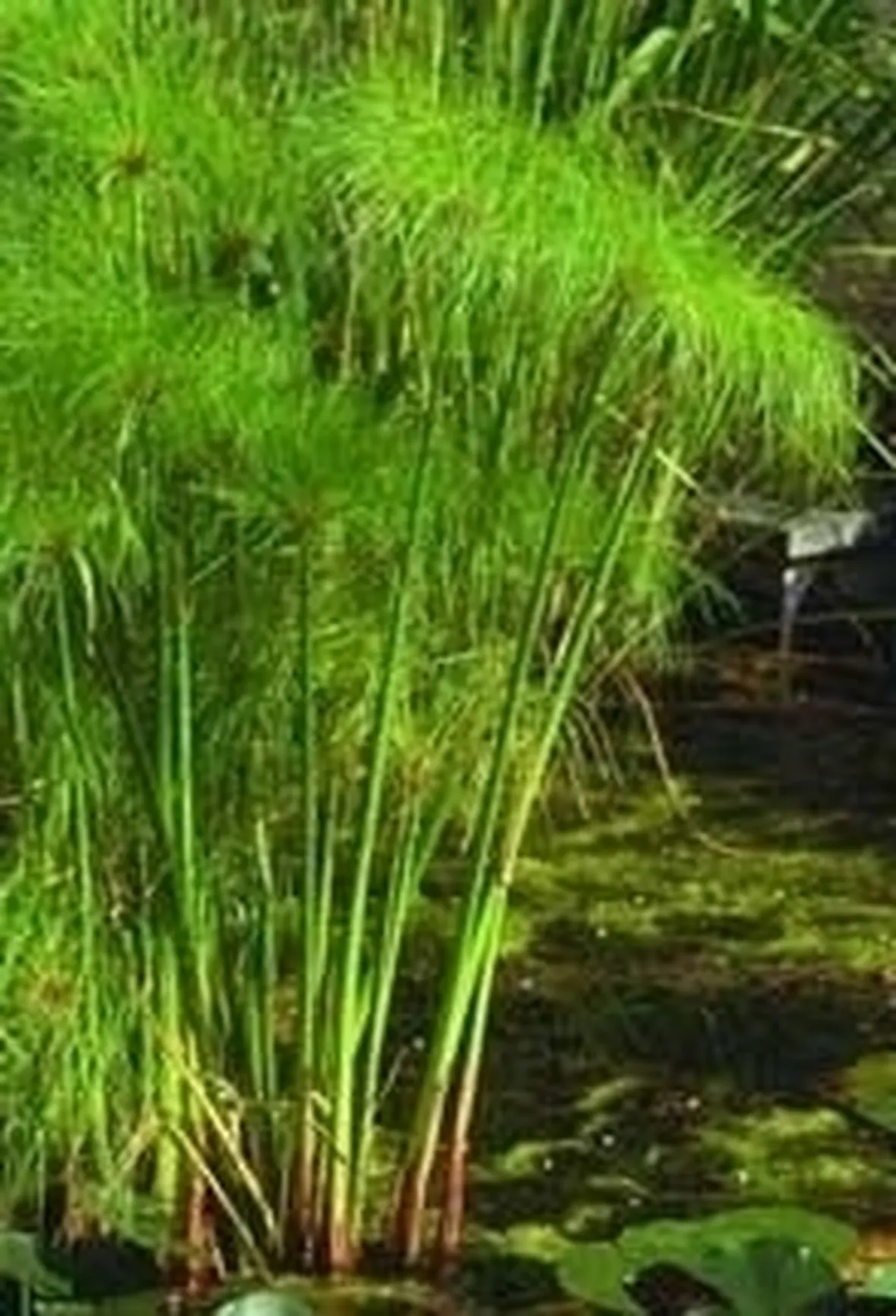 Domanda : Malattia o parassita papiro