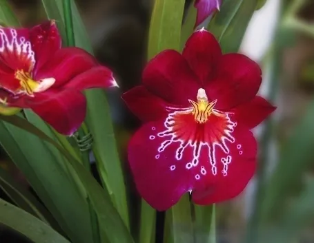 Potatura dell'orchidea