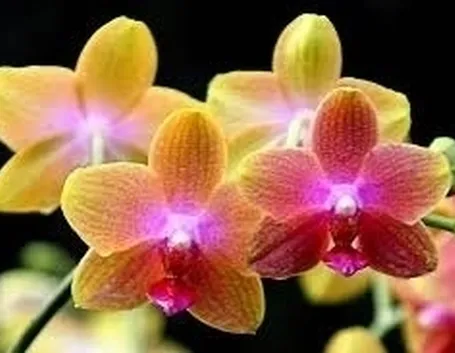 Domanda : orchidee