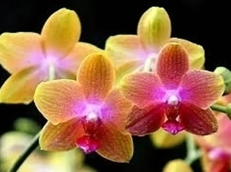 Domanda : orchidee