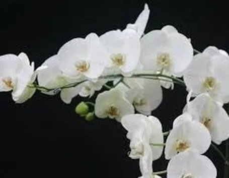 Domanda: Orchidee