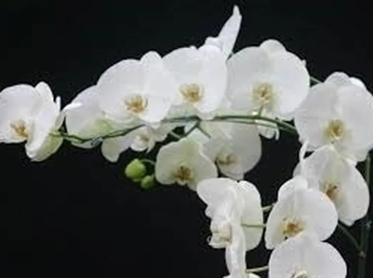 Domanda: Orchidee