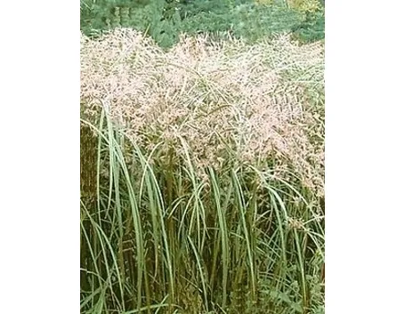 Domanda : papiro