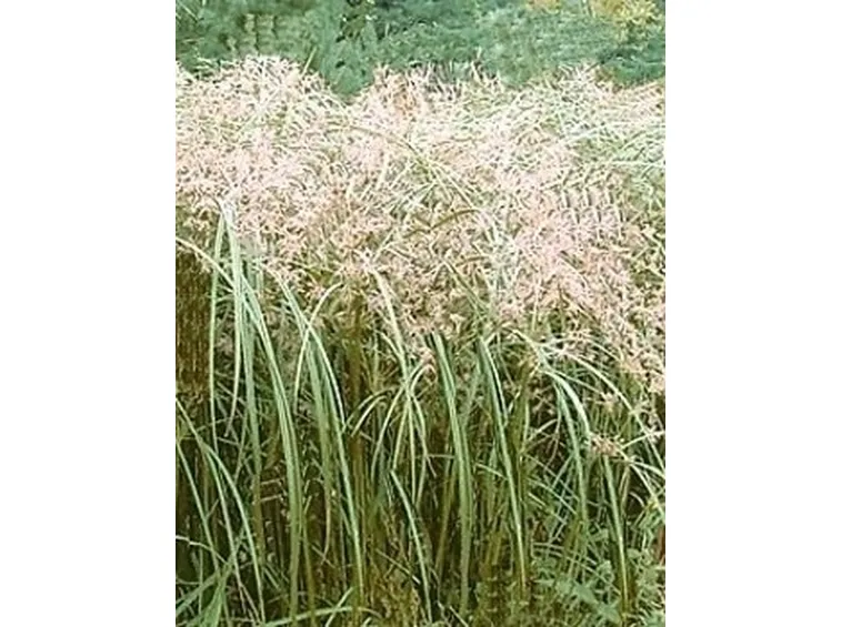Domanda : papiro