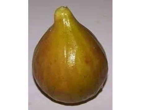 Domanda: perchè il mio fico non fa frutti?