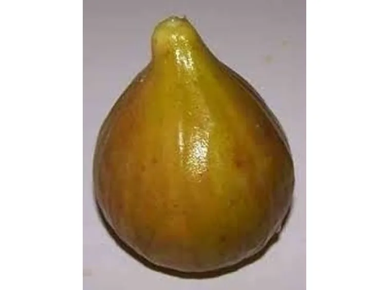 Domanda: perchè il mio fico non fa frutti?