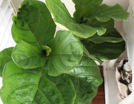 ficus benjamina variegato