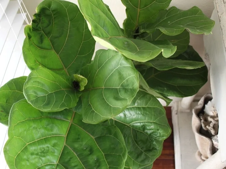 ficus benjamina variegato