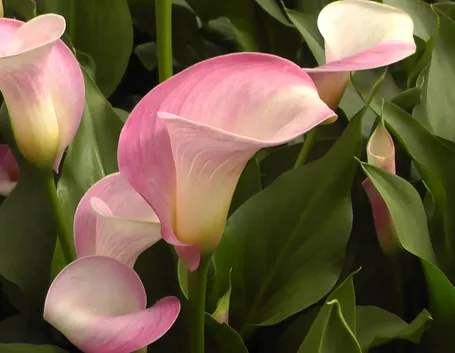 calla rosa