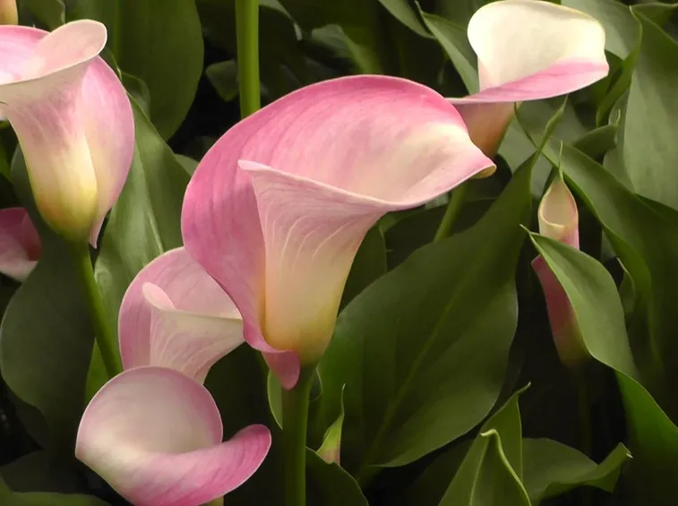 calla rosa