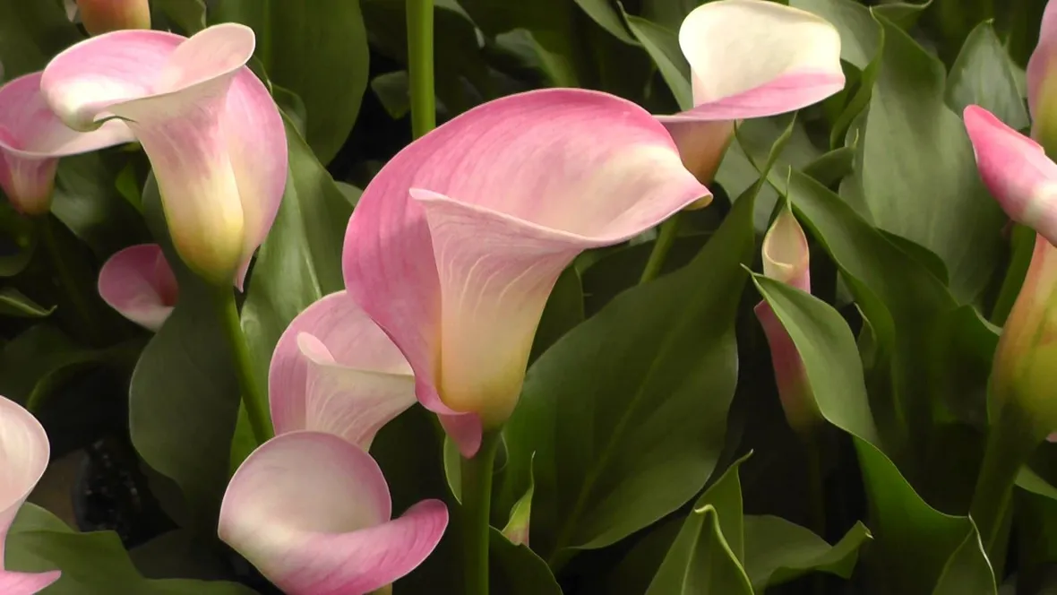 calla rosa