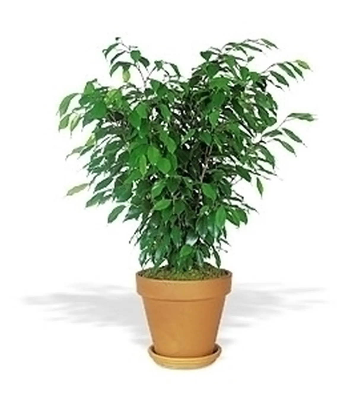 Domanda : salvare il ficus benjamin