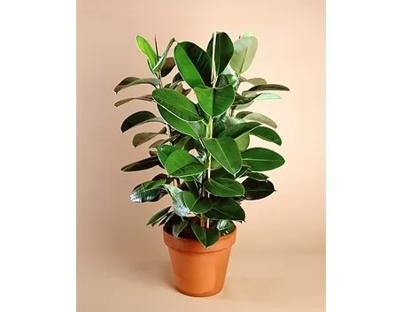 Domanda : salvate il mio ficus benjamin