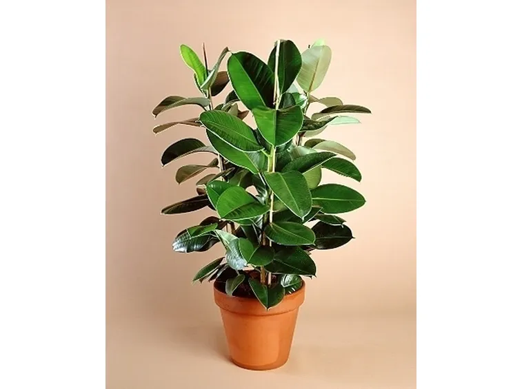 Domanda : salvate il mio ficus benjamin