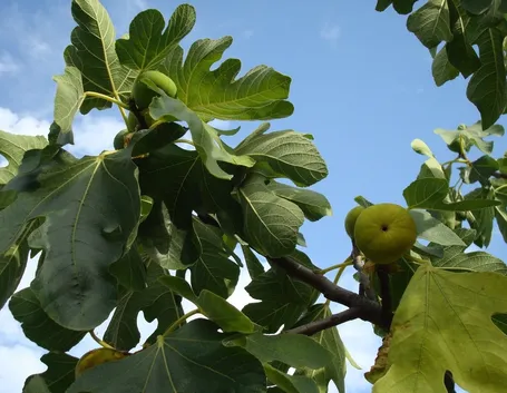 Domanda: Un gelsomino in difficoltà