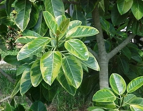 Domanda: Una margotta di ficus