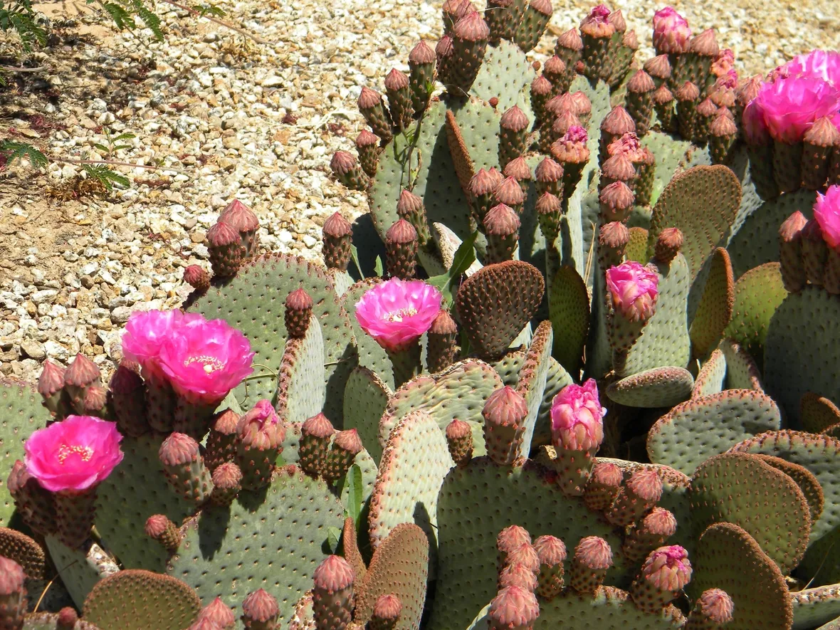 Fico d'India fiori