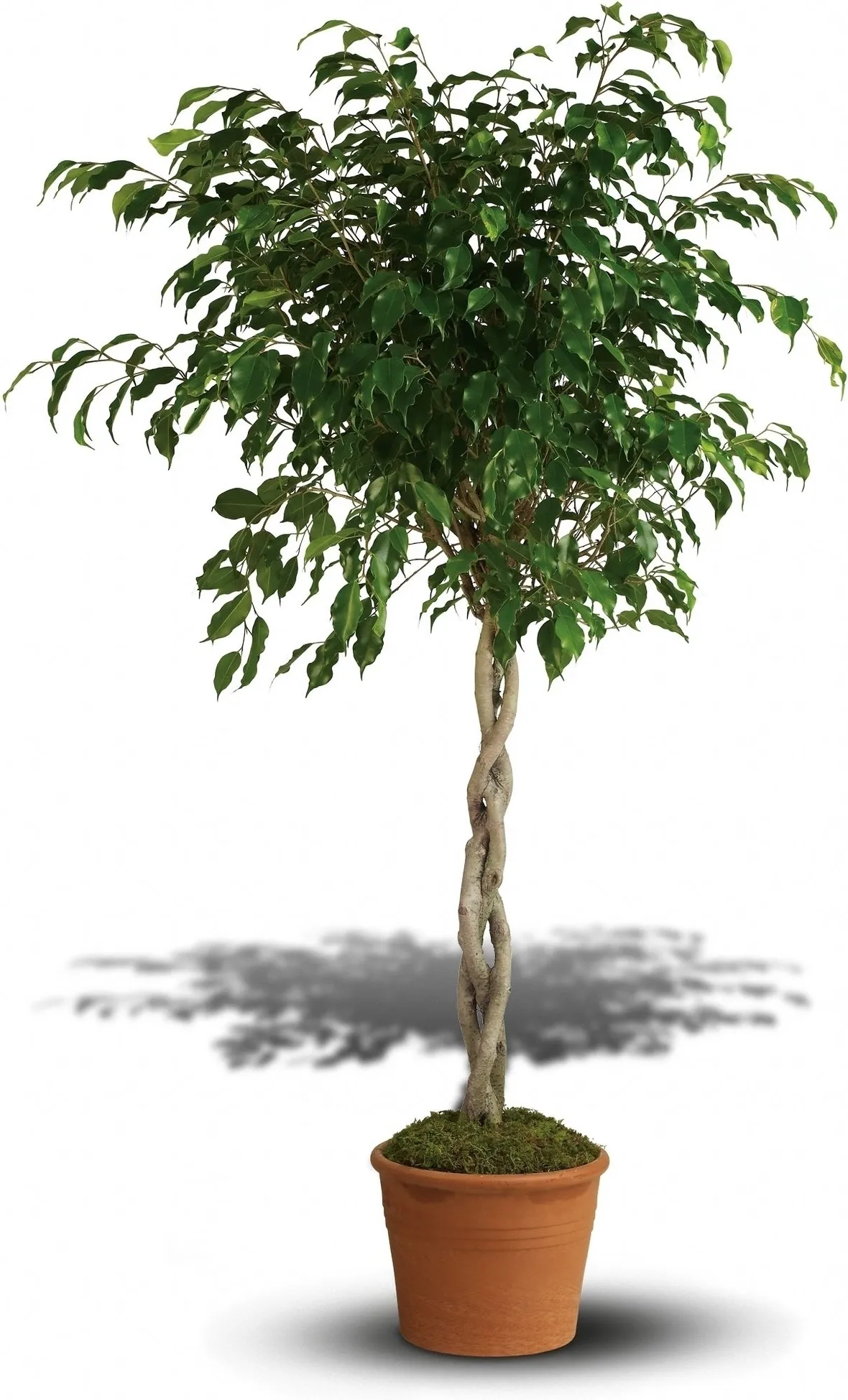 Ficus benjamin