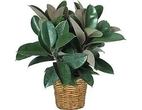 Ficus