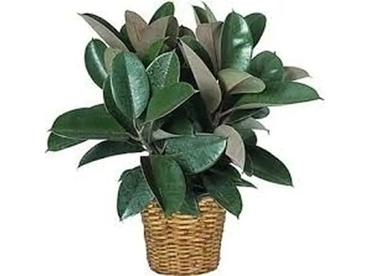 Ficus