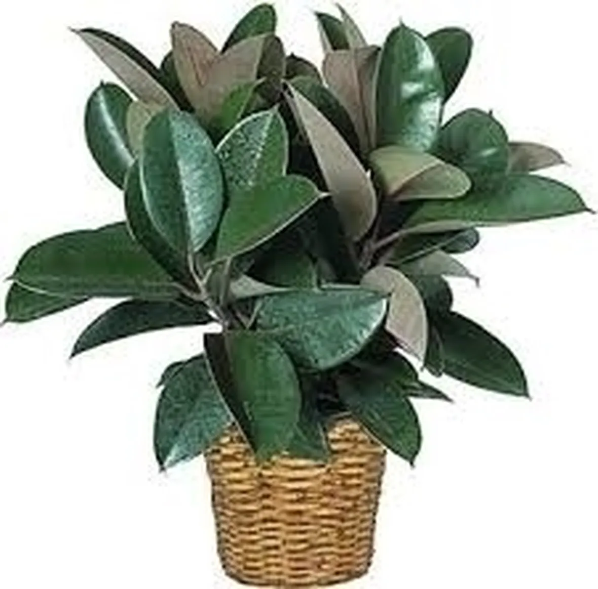 Ficus
