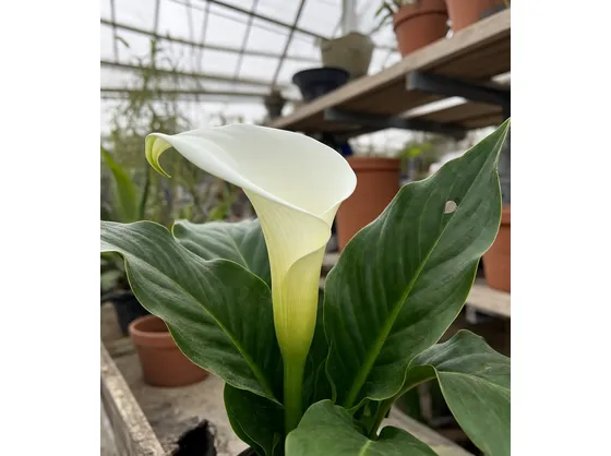 Fiore calla