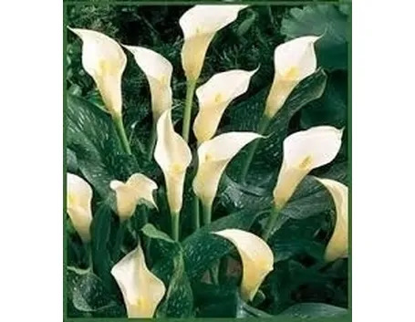 Fiore calla
