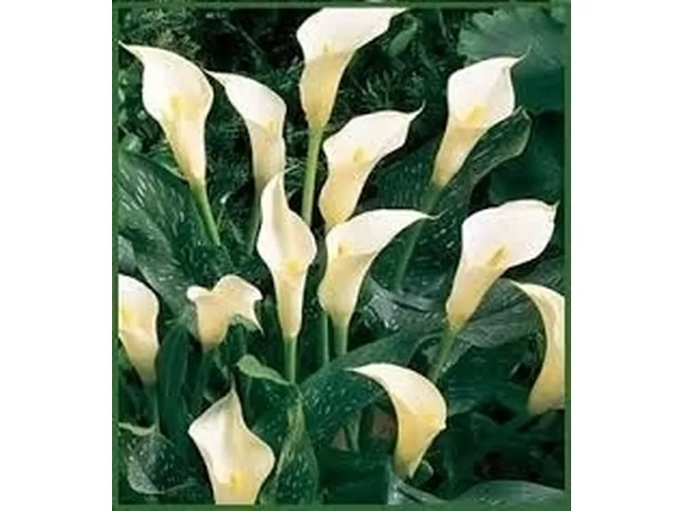 Fiore calla