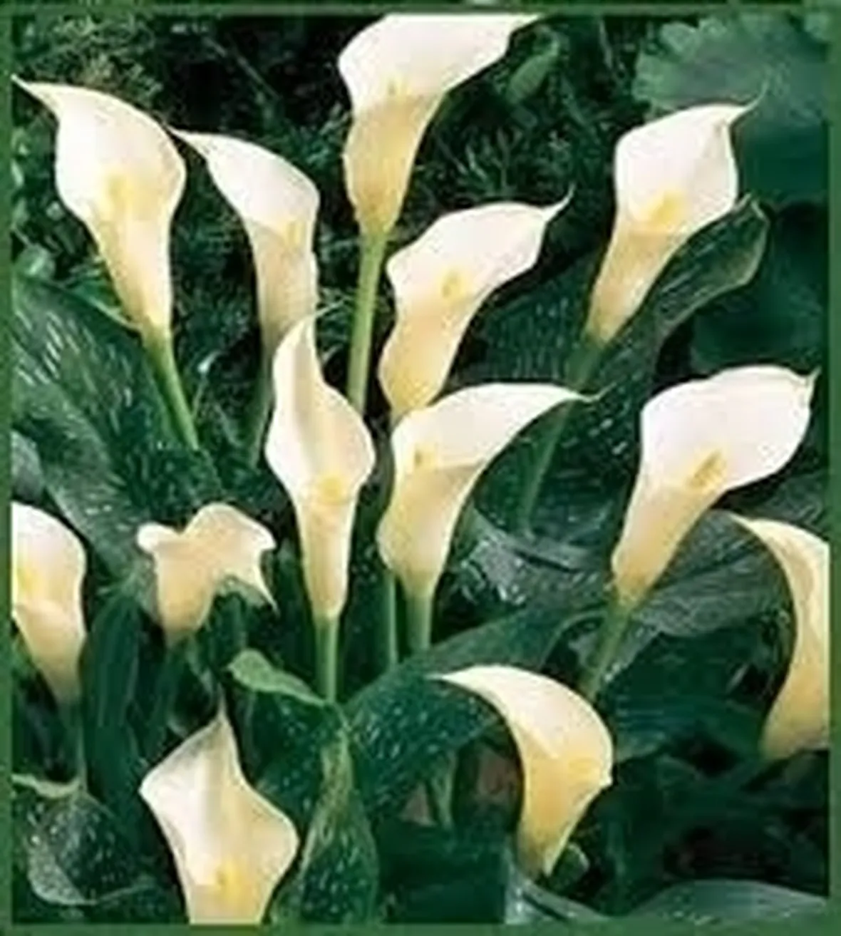 Fiore calla
