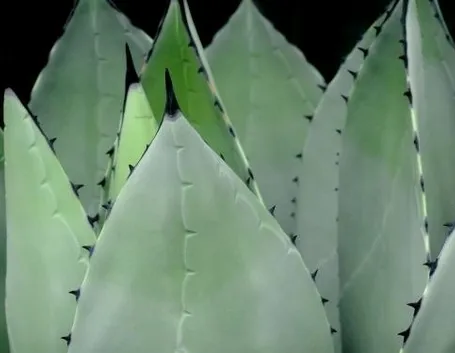 Fiore dell’agave
