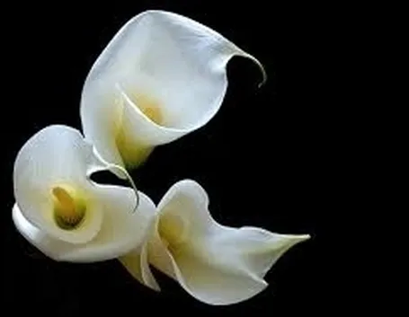 Fiori calla 