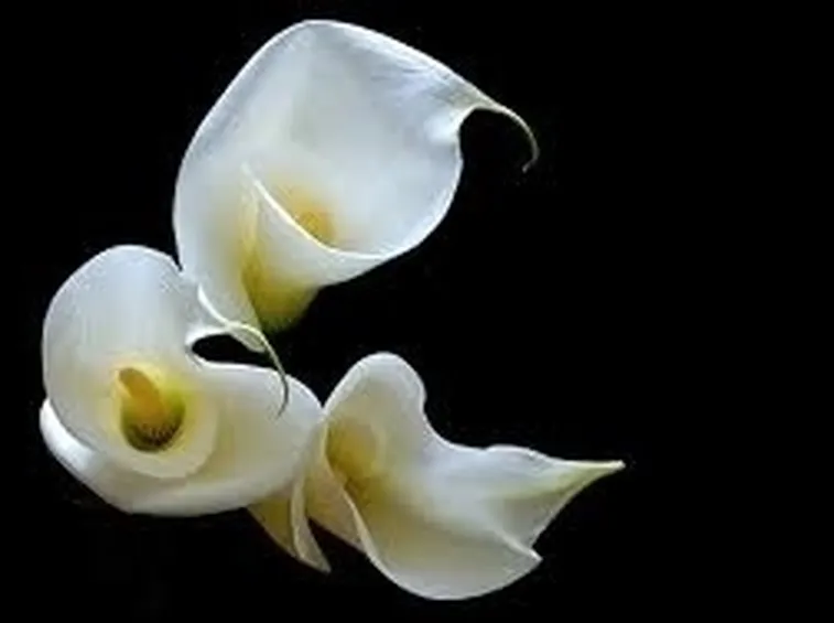 Fiori calla 