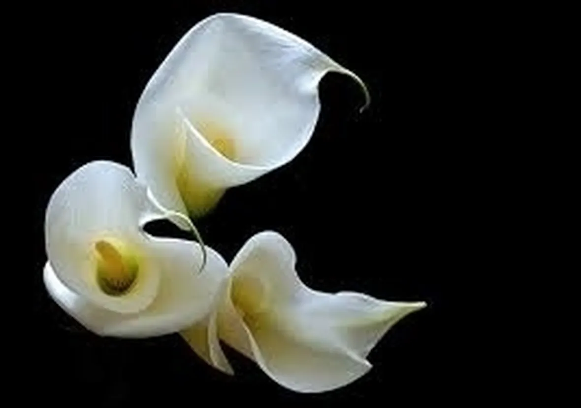 Fiori calla 