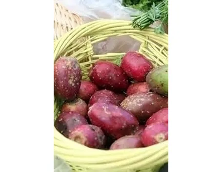 Fiori e frutti del fico d'india